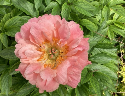 June House & Garden Tour 2026